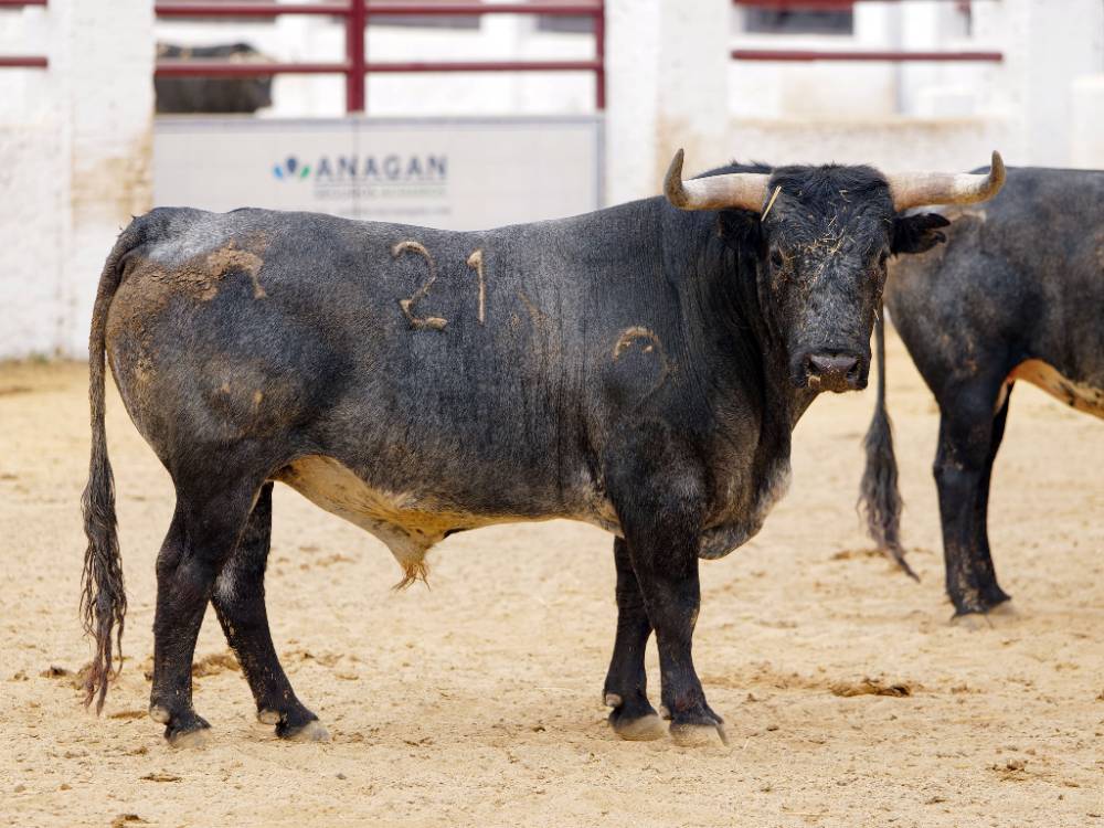 1º Nº 21. DESTERRADO. Cárdeno. 621 kg. 12/21