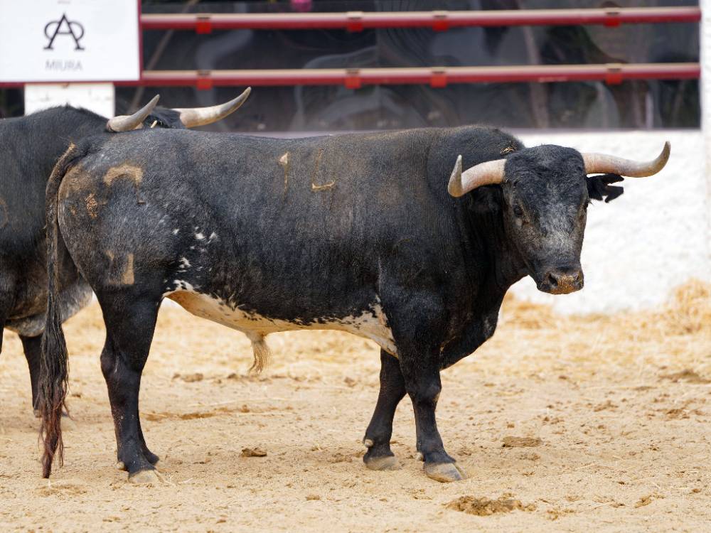2º Nº 14. DANTESCO. Cárdeno girón. 595 kg. 01/22