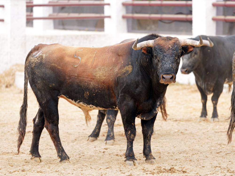 5º Nº 51. ABUTARDO. Castaño. 636 kg. 02/22
