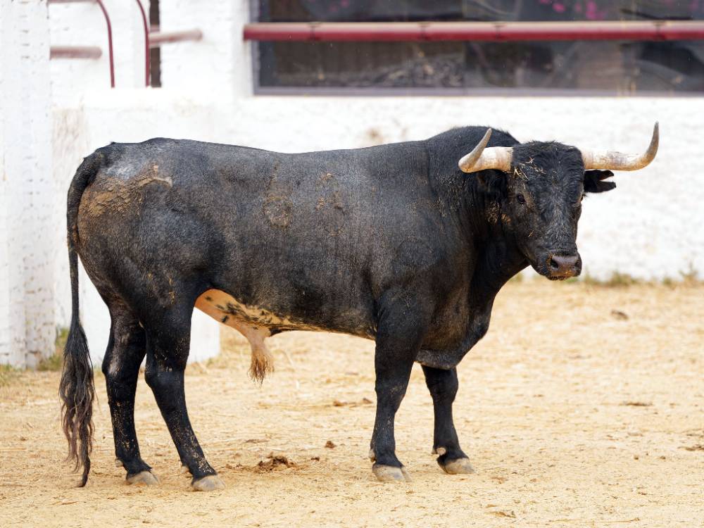 3º Nº 63. LAMPARILLO. Cárdeno oscuro. 589 kg. 01/22