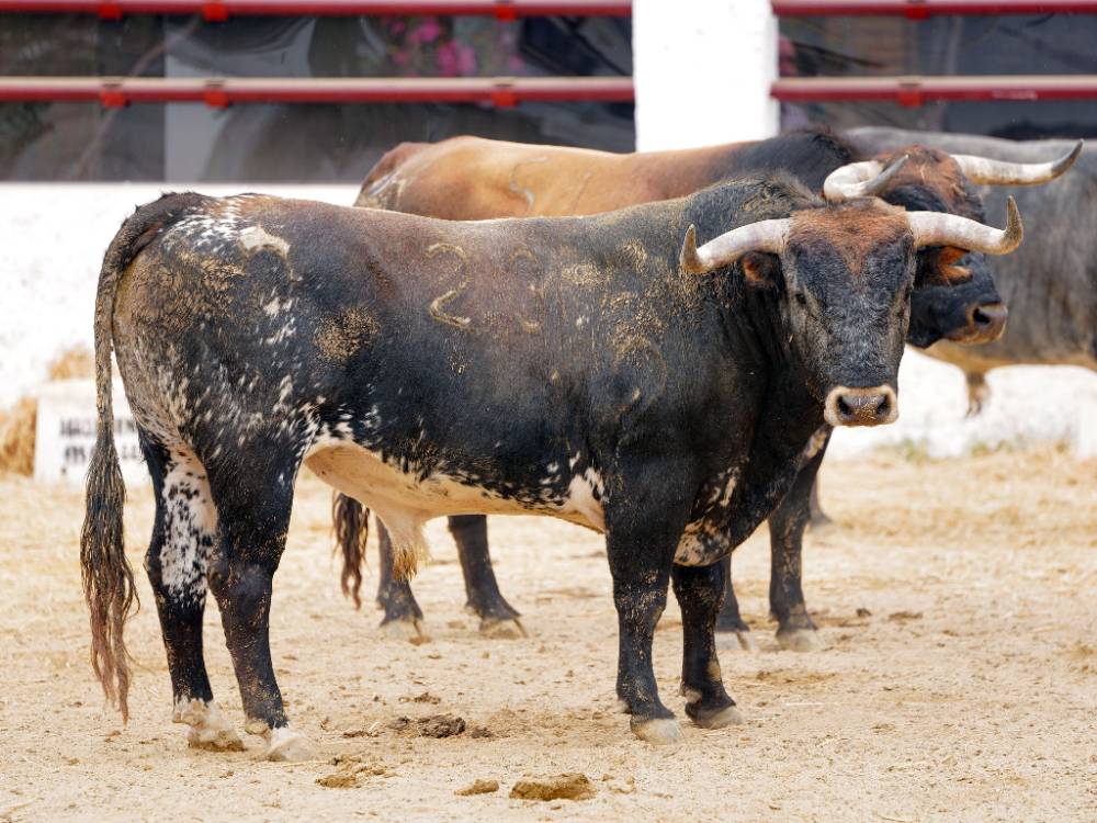 4º Nº 23. MONTESINO. Castaño. 635 kg. 01/22
