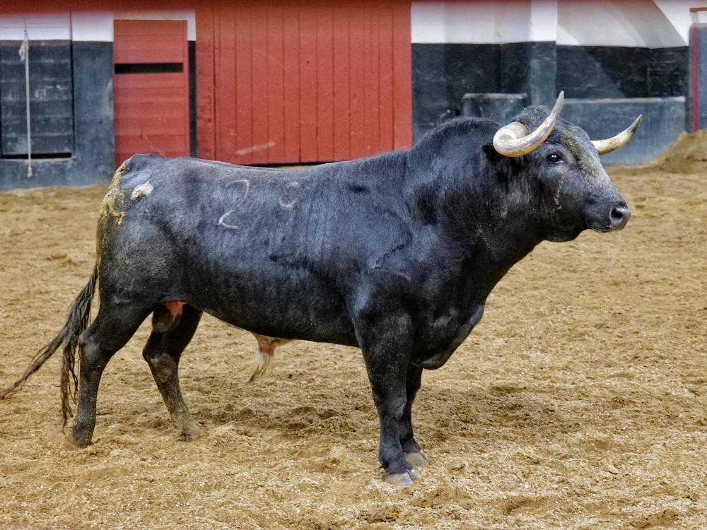 6º Nº 29. PALILLERO. Cárdeno oscuro. 605 kg. 01/22
