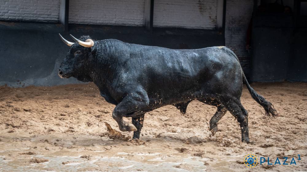  ALVORADO, Nº 7, TERCERO DE LA TARDE DE COUTO DE FORNILHOS