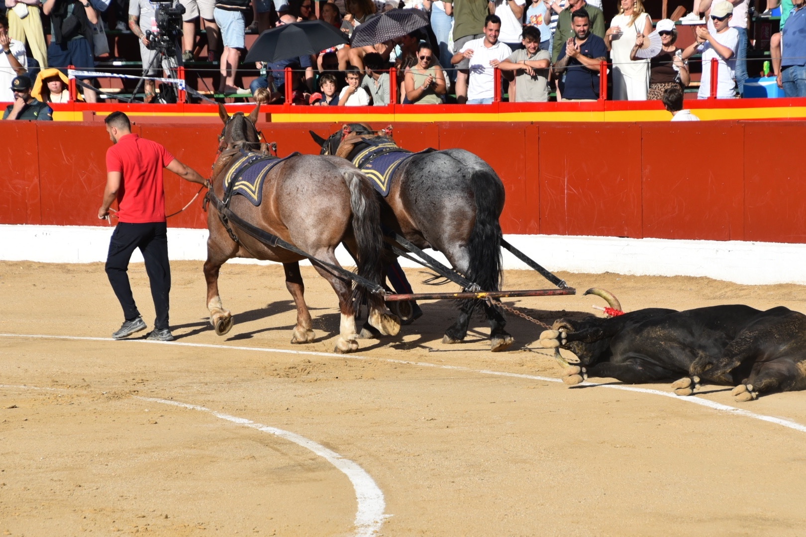 Imagen 12