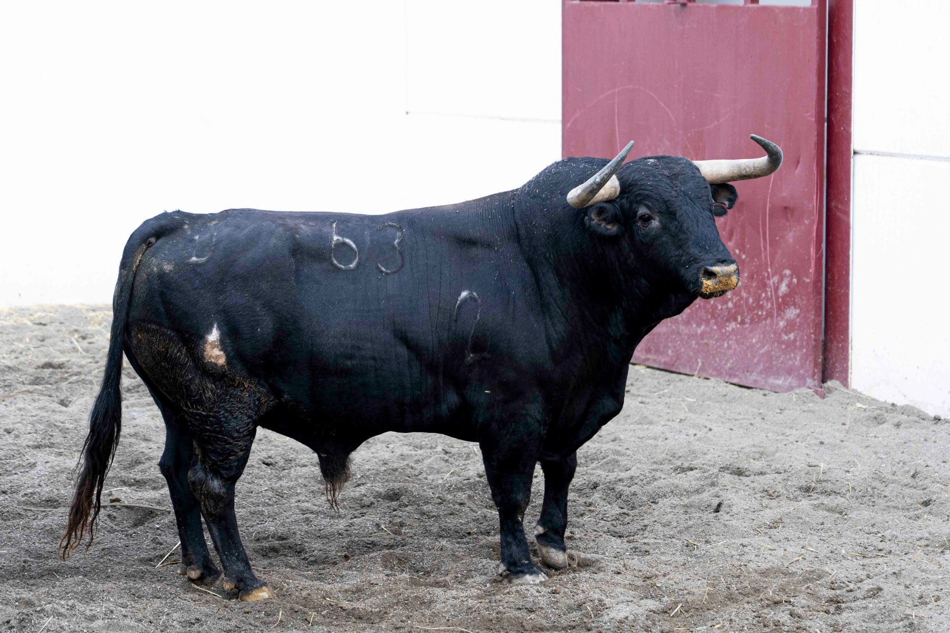 Imagen 7