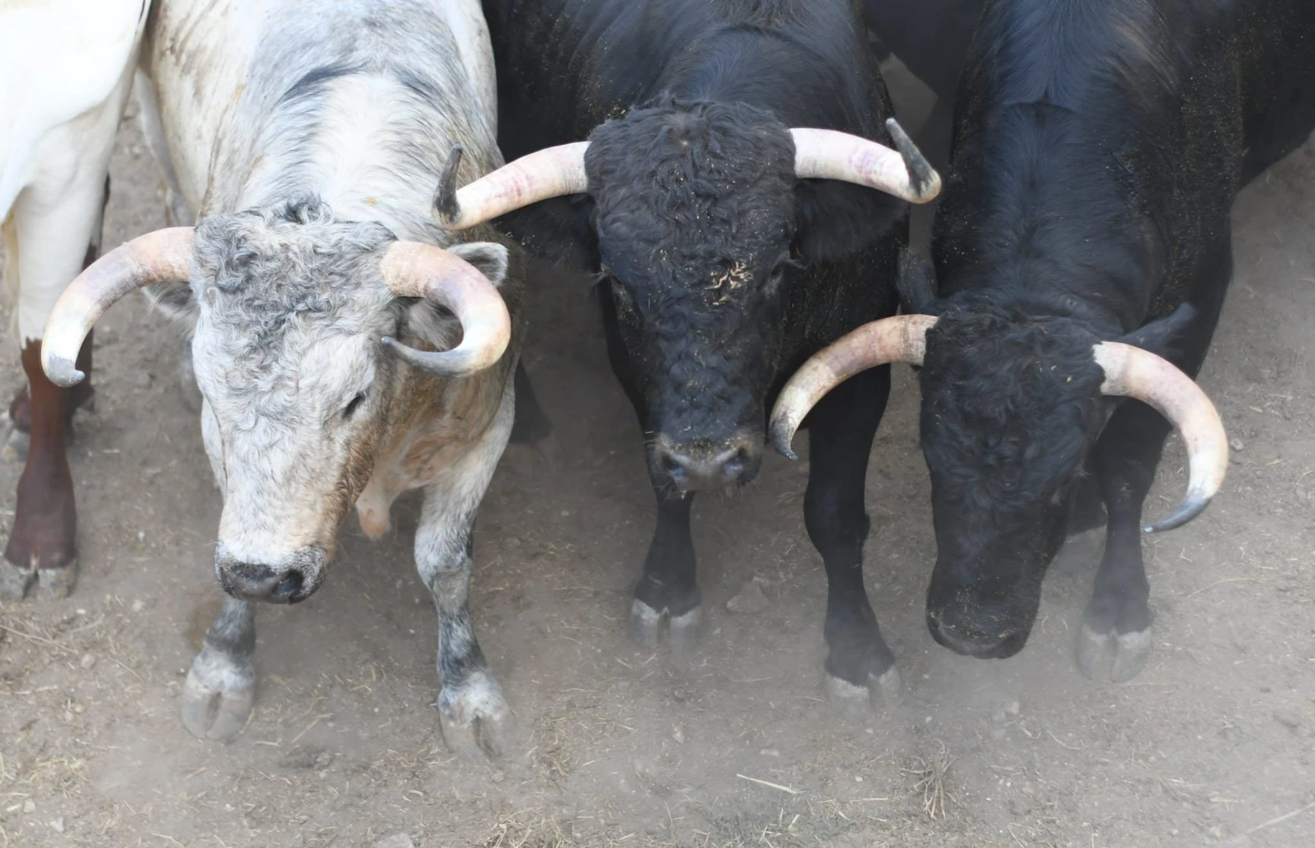 Imagen 10