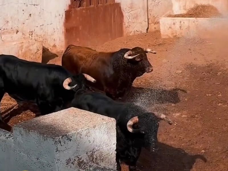 Sorteados los toros de Araúz de Robles para la feria de Utiel