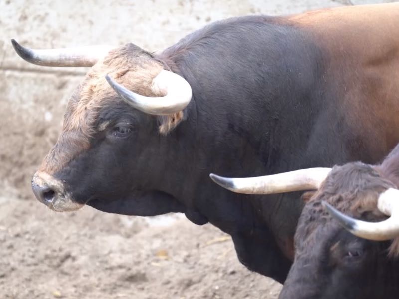 Sorteados los novillos de Conde de Mayalde para la tercera del ‘Alfarero de Oro’ de Villaseca