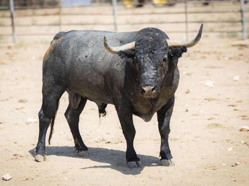 Corrida de máxima categoría de Victorino Martín para el 125 aniversario de la plaza de toros de Cehegín