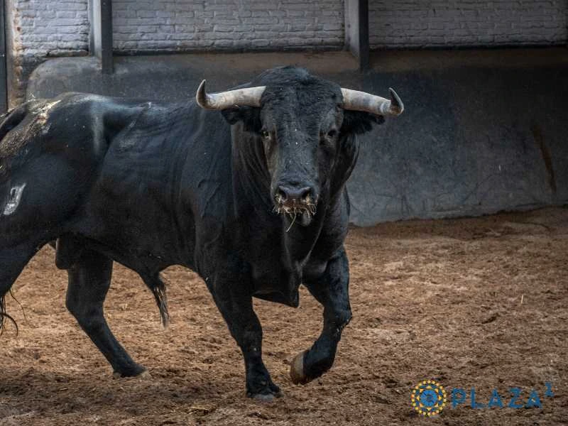 Definido el orden de lidia para la novillada con picadores de este domingo en Las Ventas
