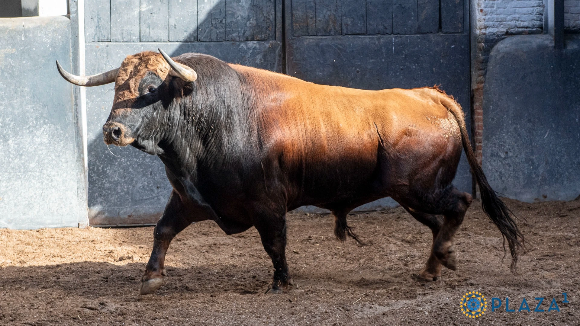 1º N.º 23, Jabasolo (Castaño, 480 kg, 11/22, G-3) — Ganadería: Guadajira. Novillero: Adrián Centenera.