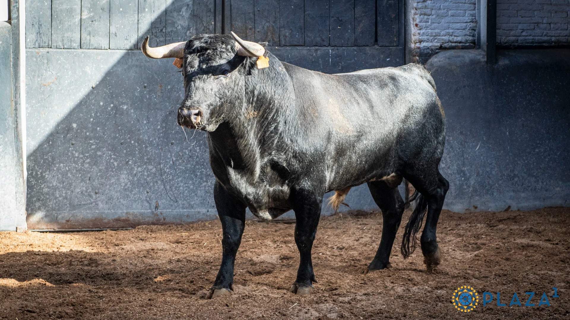 2º N.º 74, Jaquetón (Cárdeno oscuro, 538 kg, 4/23, G-3) — Ganadería: La Machamona. Novillero: Tomás González.
