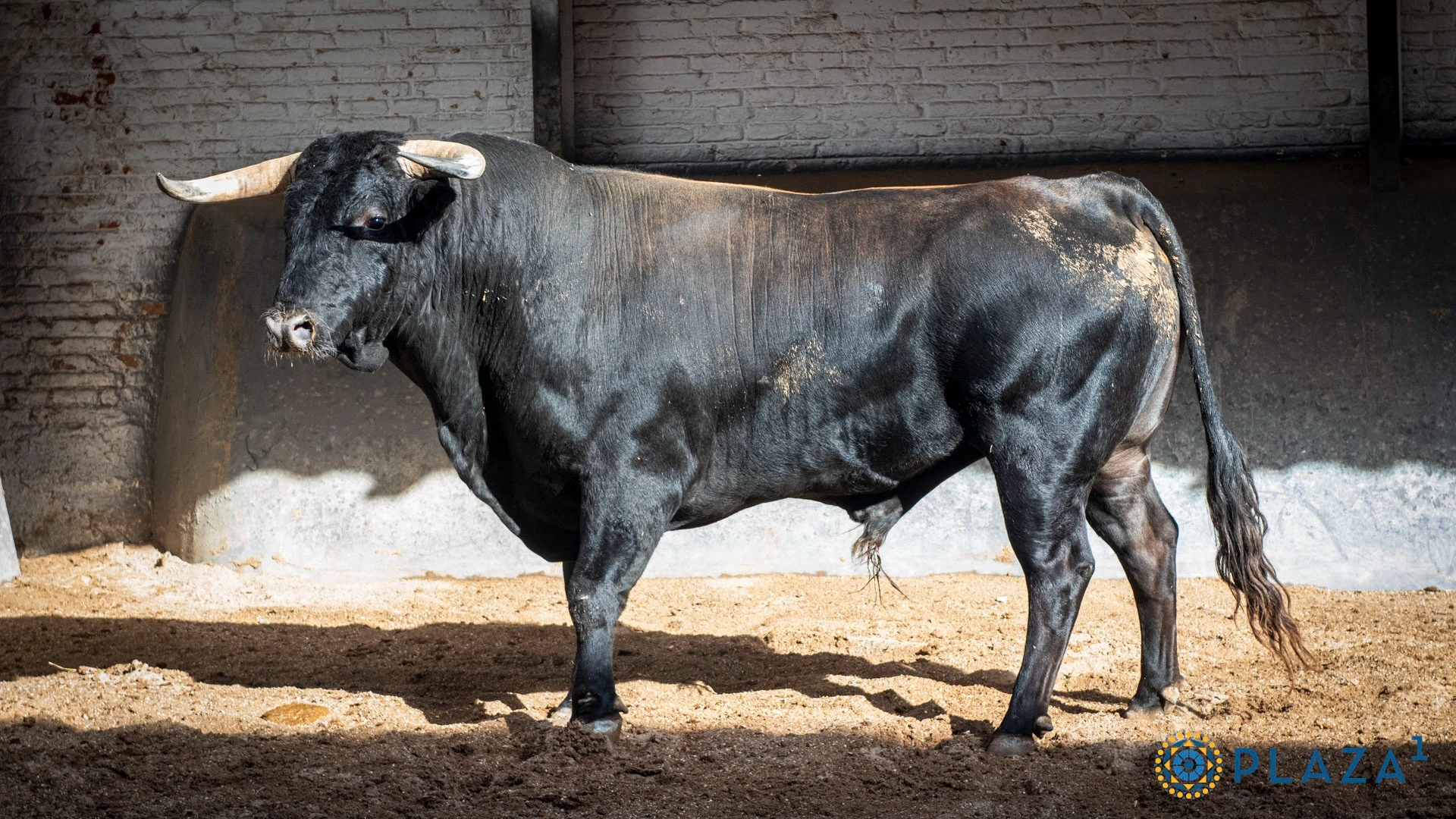 3º N.º 36, Romano (Negro listón, 502 kg, 03/23, G-3) — Ganadería: Chamaco. Novillero: Andrés García.
