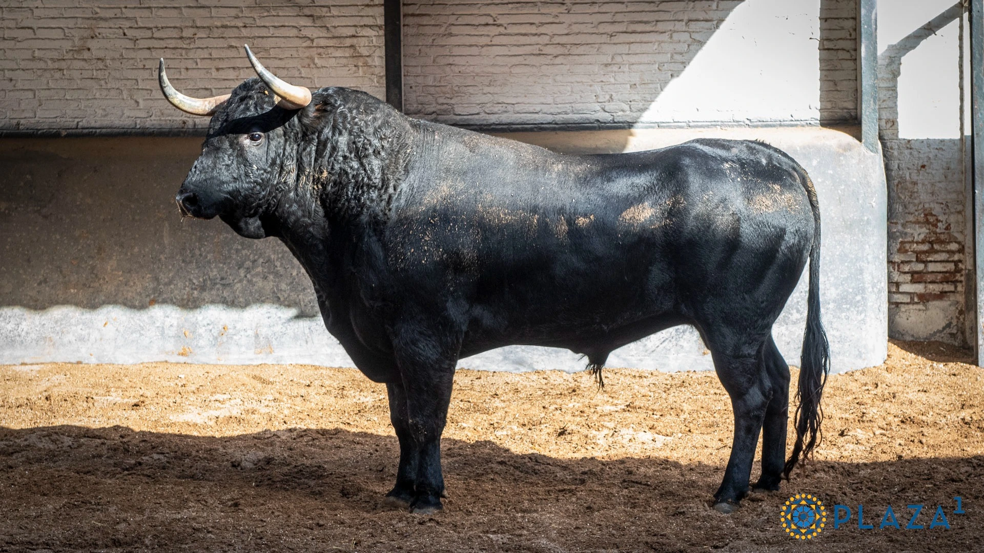 4º N.º 69, Alabastrero (Negro listón, 516 kg, 2/23, G-3) — Ganadería: José González. Novillero: Adrián Centenera.