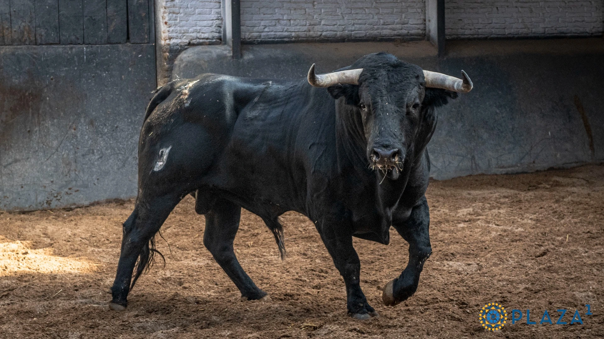 5º N.º 21, Andador II (Negro, 539 kg, 11/22, G-2) — Ganadería: Ángel Luis Peña. Novillero: Tomás González.