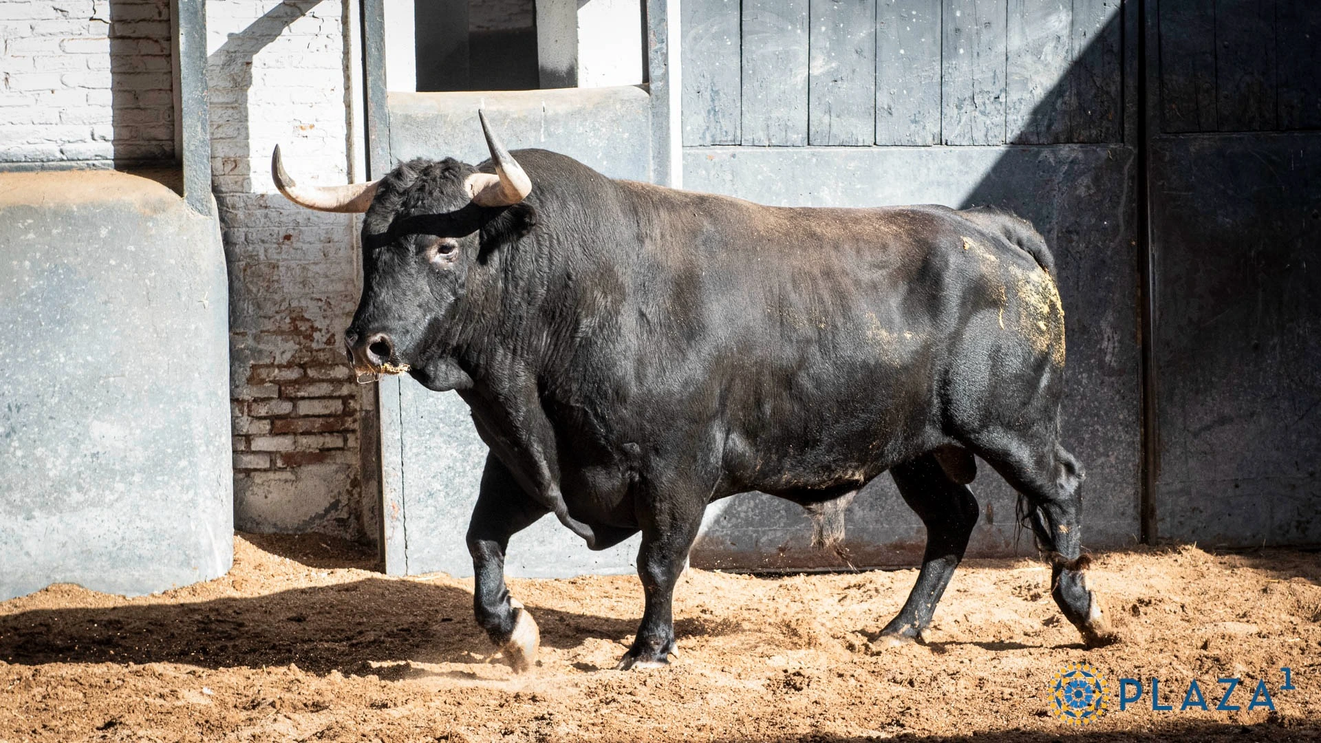6º N.º 5, Principal (Negro listón, 531 kg, 10/22, G-3) — Ganadería: José Cruz. Novillero: Andrés García.