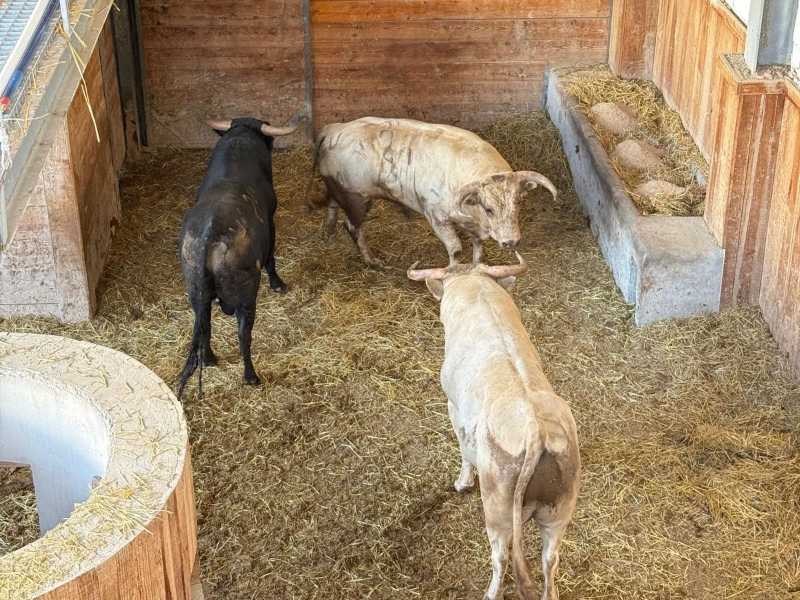 Orden de lidia de los novillos de Concha y Sierra y Prieto de la Cal para la cuarta de Calasparra