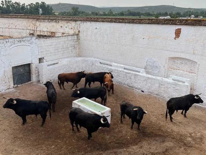 Sorteados y encorralados los toros de Fermín Bohórquez para la corrida de rehileteros en Andújar