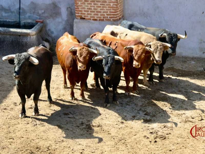 Definido el orden de lidia de Núñez del Cuvillo para la emblemática Corrida Goyesca del Motín de Aranjuez