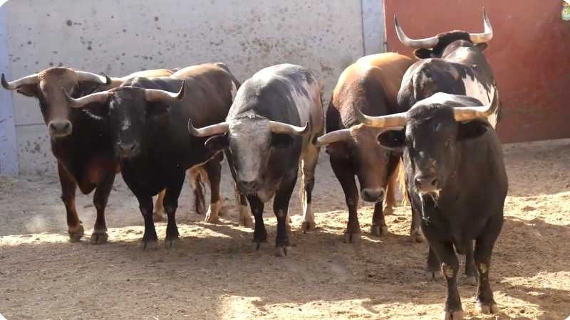 Sorteados los de Alcurrucén para la quinta del Alfarero de Oro en Villaseca de la Sagra