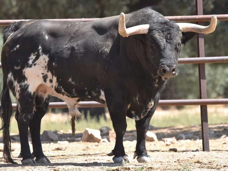Seriote, vario de capas y con sello de la casa: así es el encierro de Conde de Mayalde para abrir Albacete