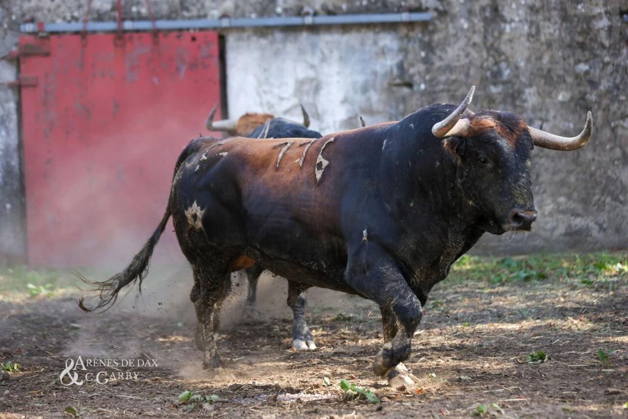 Imagen 2