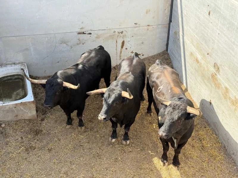 Orden de lidia de los novillos de Miura y Fuente Ymbro para la sexta de Calasparra