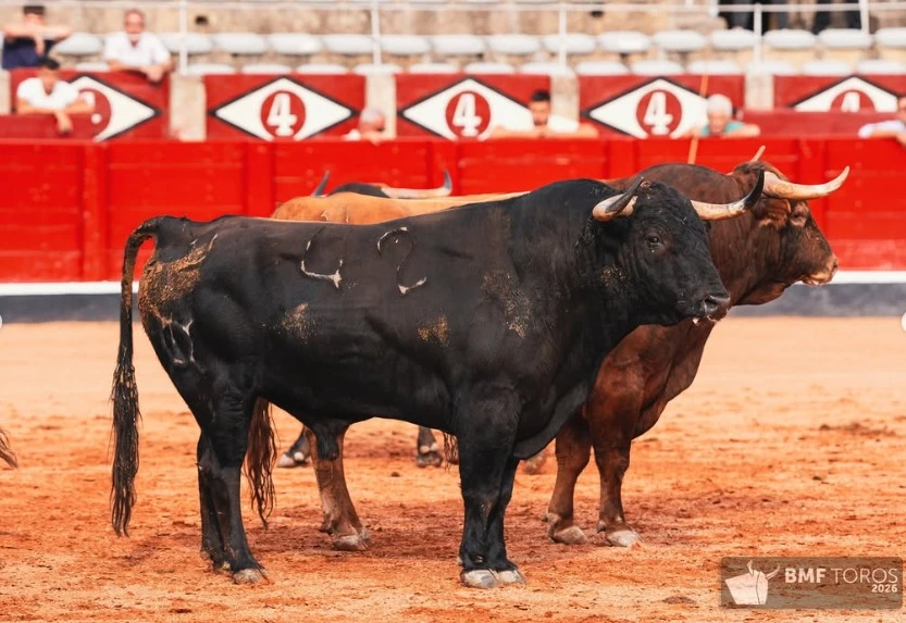 Imagen 14