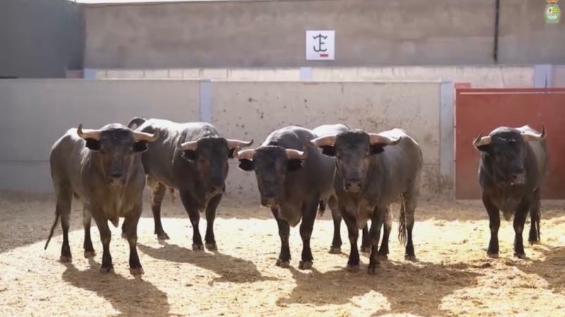 Duelo de exigencia con el hierro de José Escolar en Villaseca de la Sagra para la penúltima cita del ‘Alfarero de Oro’