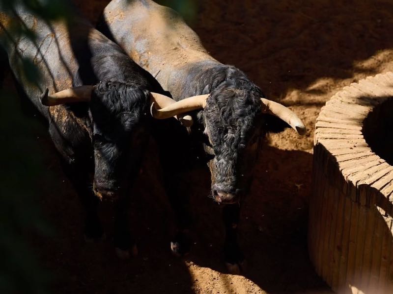 Sorteado el orden de lidia de la corrida de Victorino Martín en Cehegín