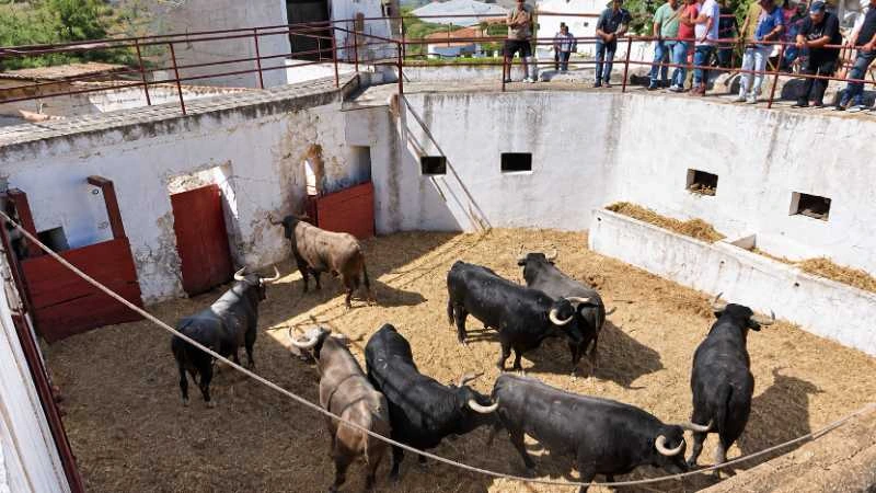 Oficial el orden de lidia de los toros de Salvador Gavira García para la gran cita del año en Baza