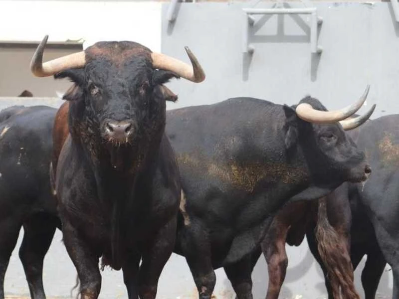 Sorteados los toros de Domingo Hernández para la tarde de este 12 de septiembre en Albacete