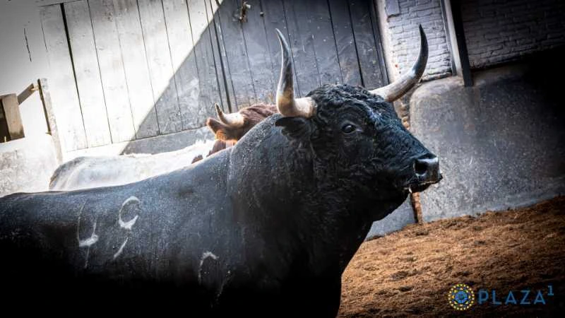 Sorteados los seis toros de Valdellán y Juan Luis Fraile para el desafío torista de esta tarde en Las Ventas