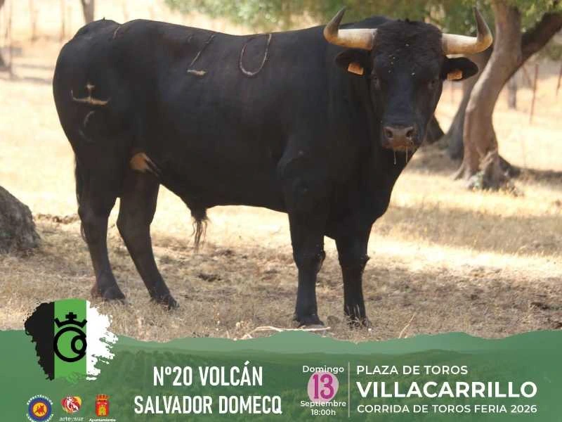 Sorteados los toros de Salvador Domecq para la gran corrida de esta tarde en Villacarrillo