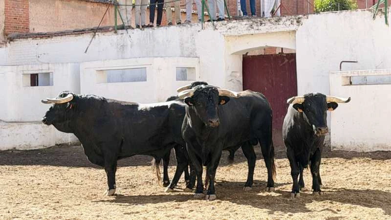 Sorteados los toros de El Capea para el festejo de rejones de esta tarde en Valladolid