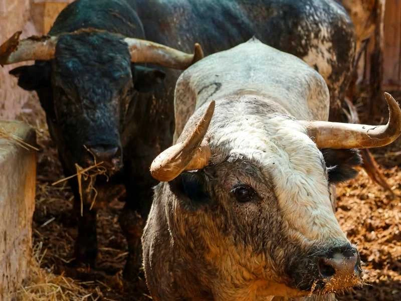 Sorteo: Muro desafía al peligro con los 'miuras'