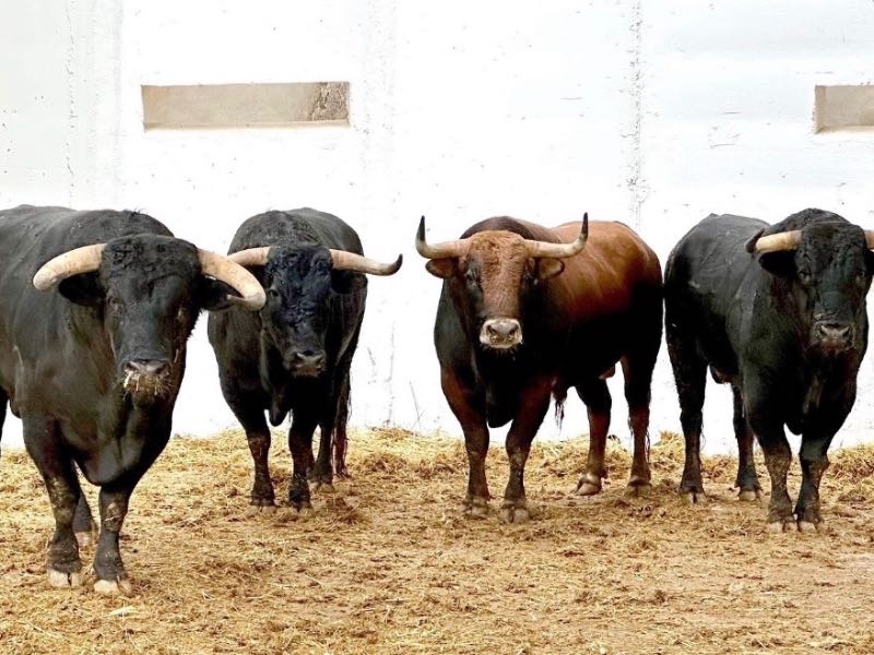 La Palmosilla pone seriedad y trapío en la corrida de Murcia