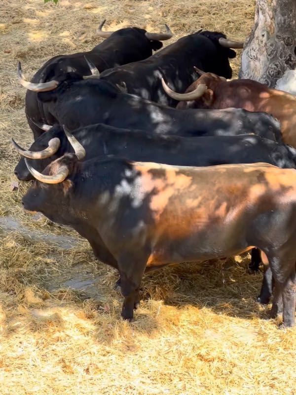 La Palmosilla pone seriedad y trapío en la corrida de Murcia