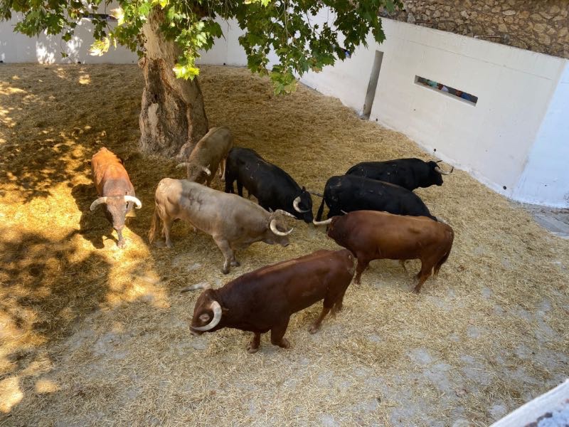 Juan Pedro Domecq protagoniza la corrida de este lunes 14 de septiembre en Murcia 