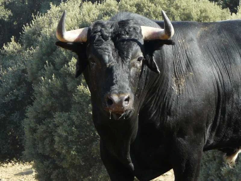 Los Maños regresa a Arnedo con una novillada de intachable sello santacolomeño para abrir el 'Zapato de Oro'