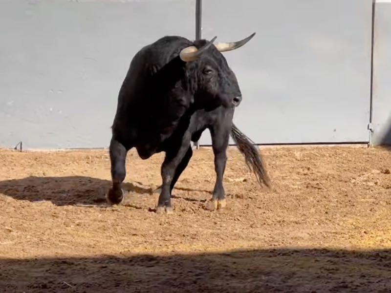Sorteados los toros de Victoriano del Río para la corrida de esta tarde en Albacete