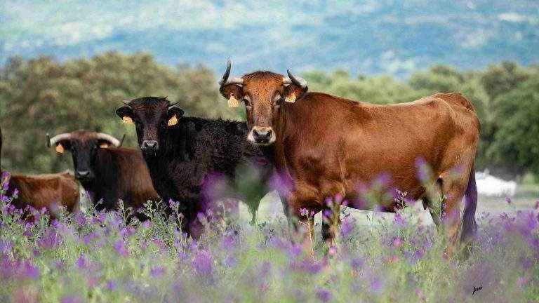 La RUCTL lleva a Sevilla su exposición fotográfica «Toro Bravo, guardián de la biodiversidad»