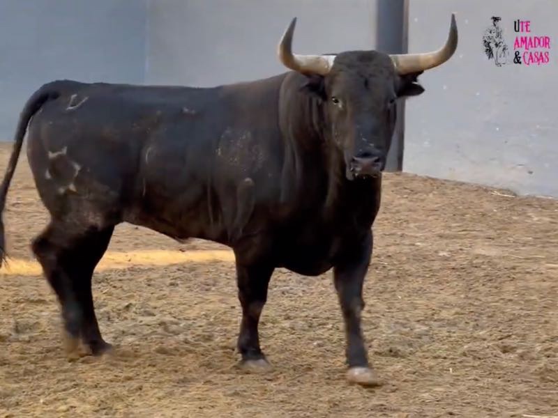 Sorteados los toros de Jandilla, con el remiendo de Luis Algarra, para esta tarde en Albacete