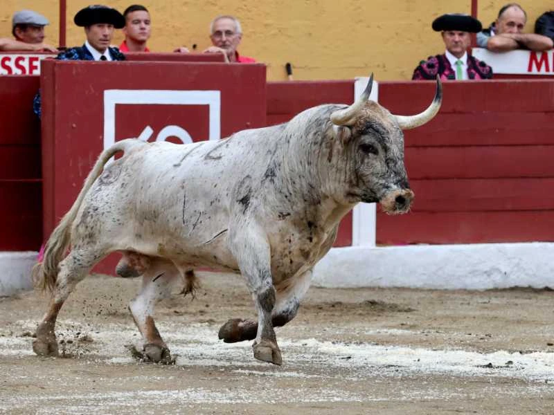 Céret anuncia las fechas de su tradicional feria torista para julio de 2027