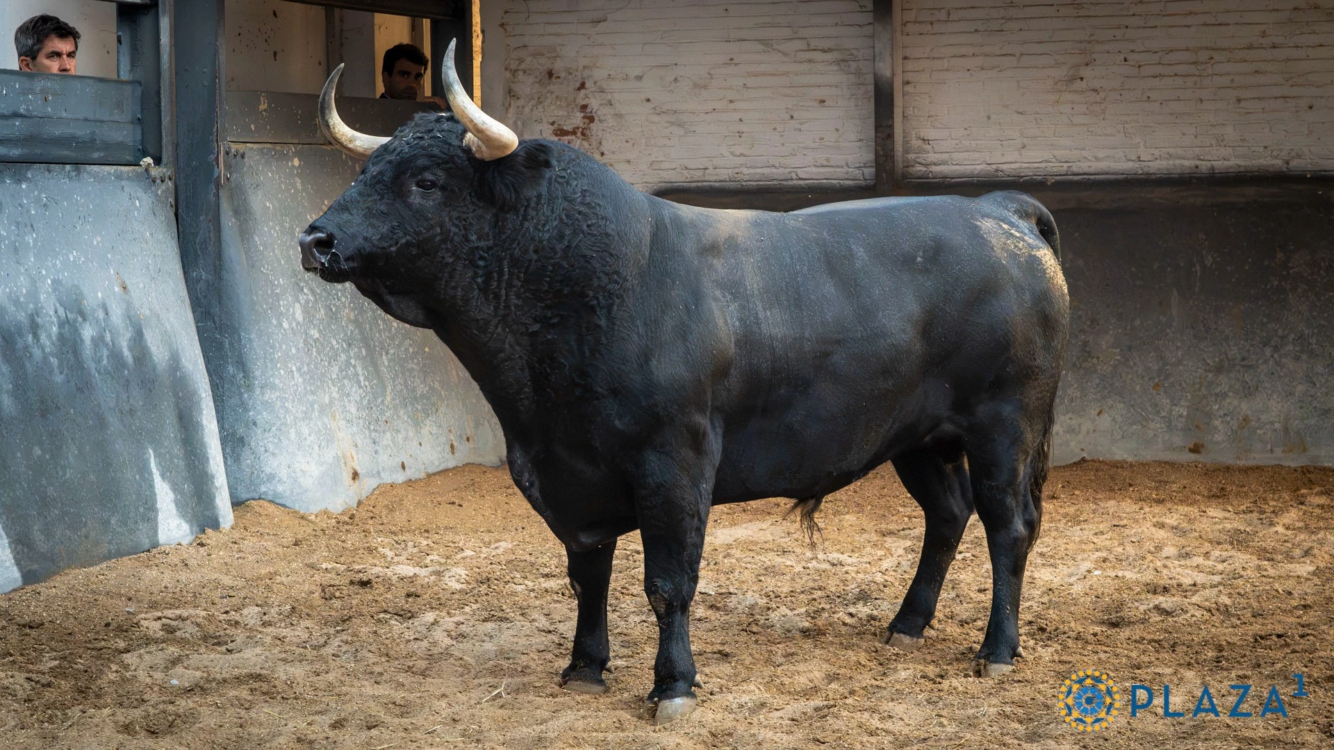 • 1º: Nº 16, "Tijero", 560 kg (12/21, G-2), negro bragado entrepelado (Partido de Resina). Para Fermín Rivera.