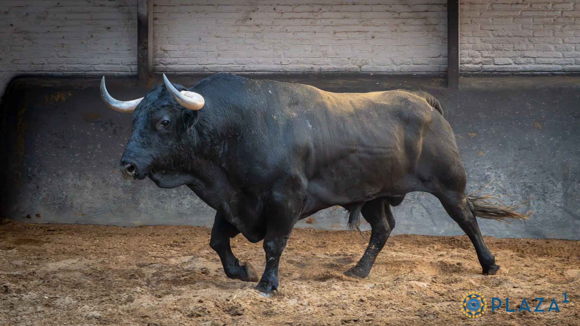 • 2º: Nº 905, "Pintor", 562 kg (03/21, G-1), negro listón chorreado (Veiga Teixeira). Para Damián Castaño.