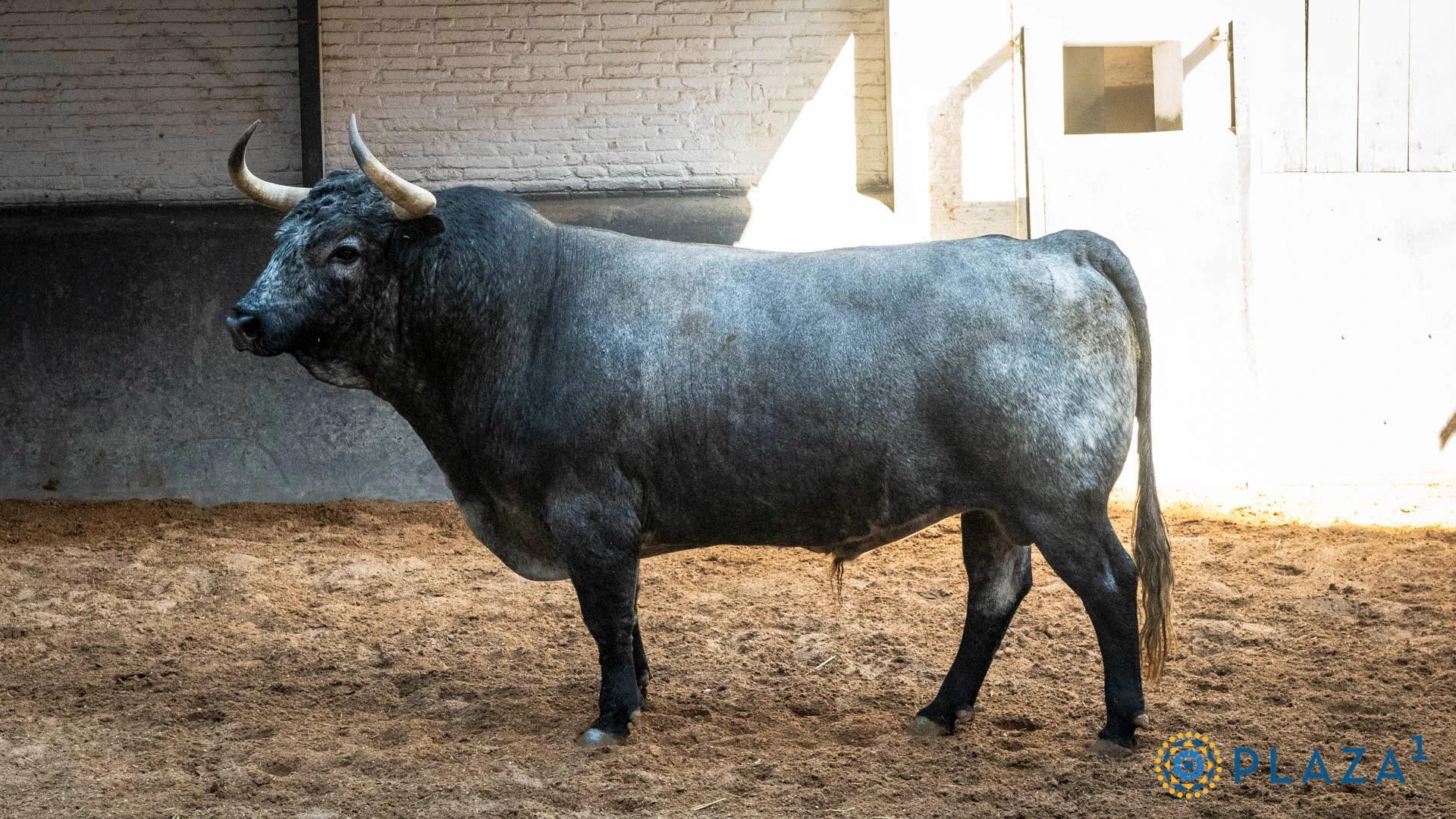 3º: Nº 19, "Media Palo", 553 kg (12/21, G-2), cárdeno (Partido de Resina). Para Gómez del Pilar.