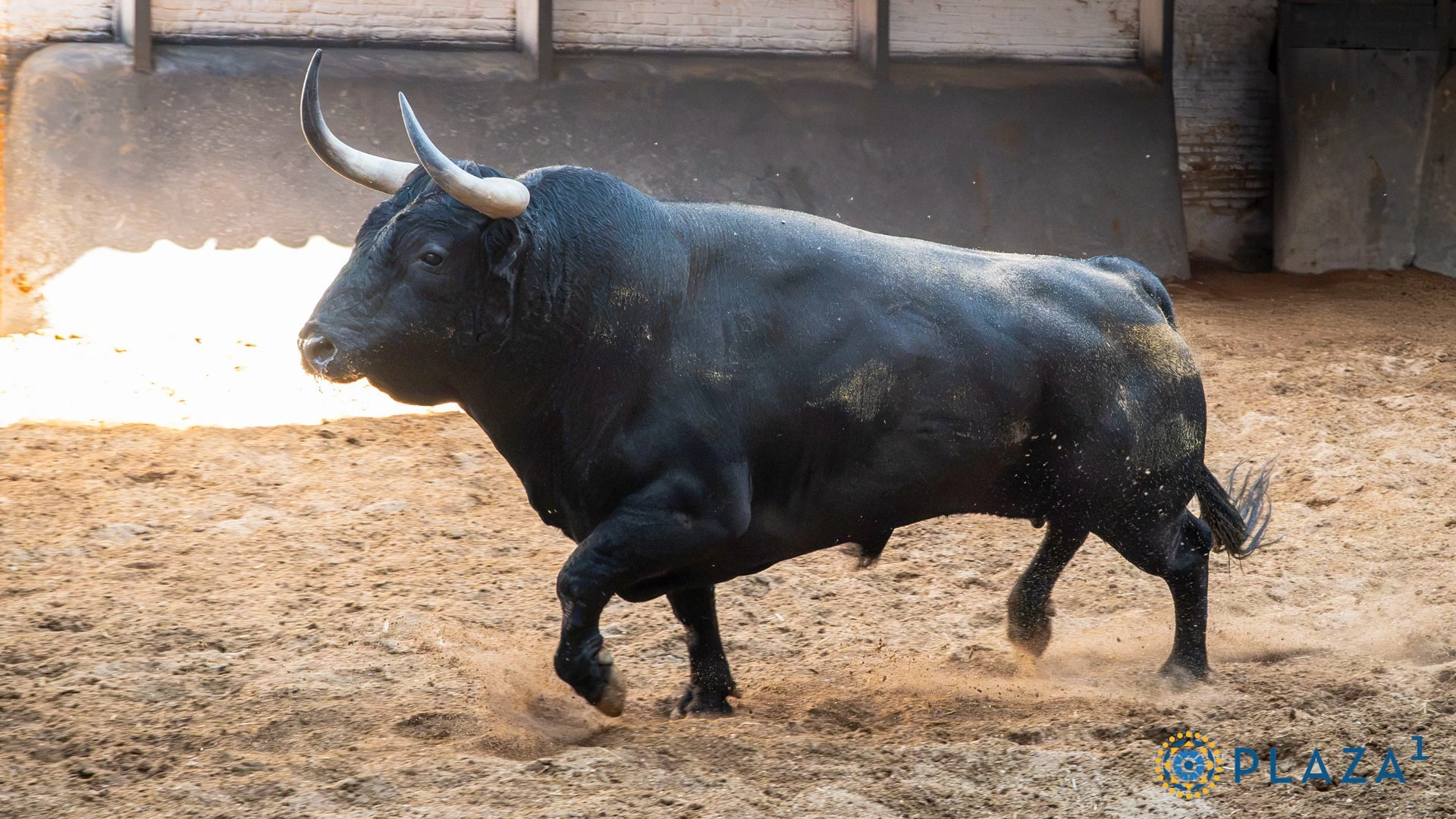 • 4º: Nº 917, "Esperado", 520 kg (11/21, G-2), negro (Veiga Teixeira). Para Fermín Rivera.