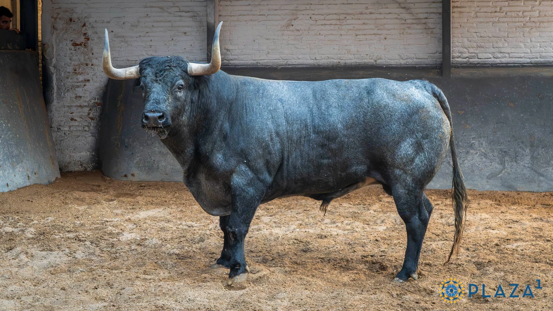 • 5º: Nº 30, "Pañero", 523 kg (01/22, G-2), cárdeno (Partido de Resina). Para Damián Castaño.