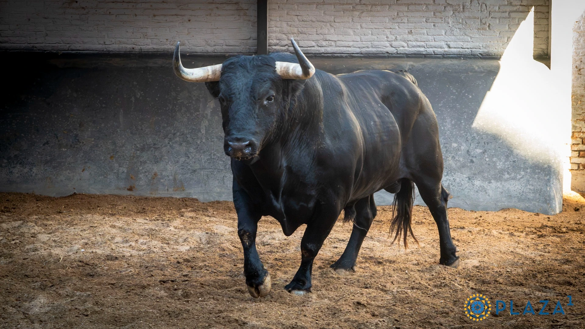 • 6º: Nº 918, "Pastor", 577 kg (08/21, G-2), negro listón (Veiga Teixeira). Para Gómez del Pilar.